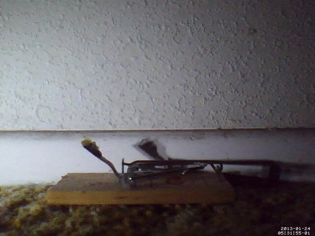 Mice