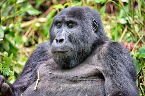 Gorilla
