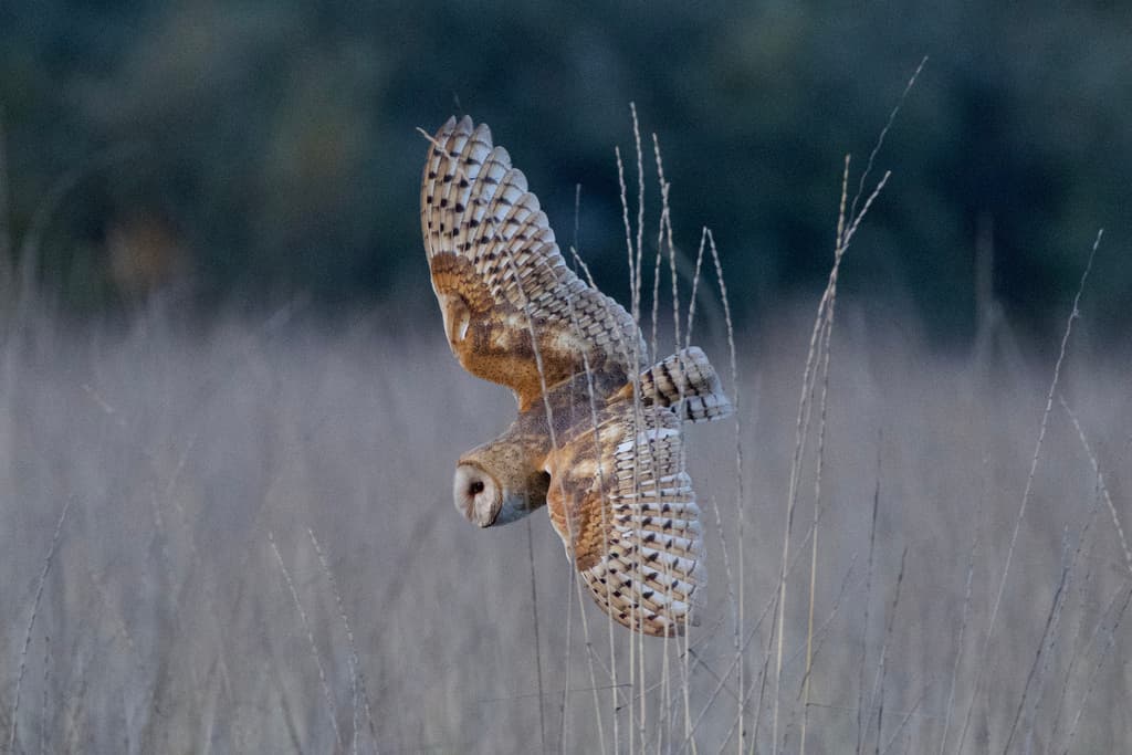 Barn Owl
