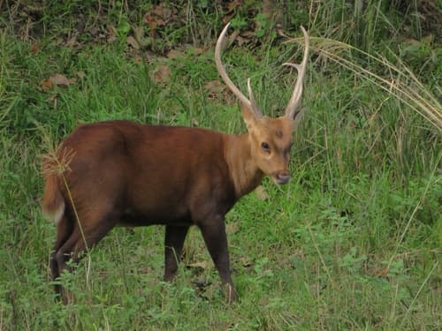 Axis Deer