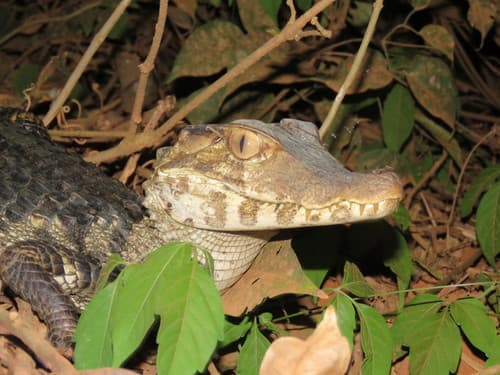 Cuvier’s Dwarf Caiman