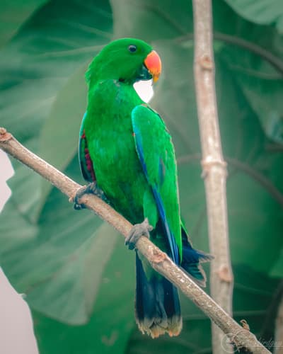 Eclectus Parrot