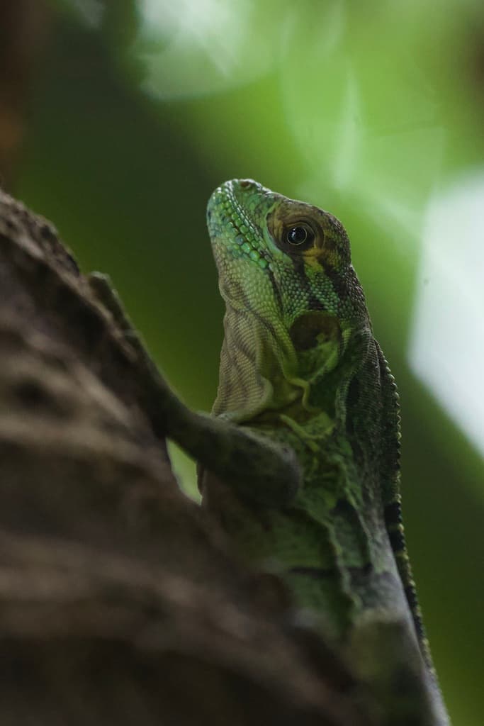 Black Spiny-tailed Iguana