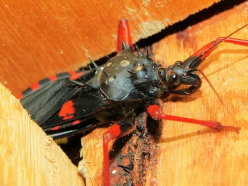 Horrid King Assassin Bug
