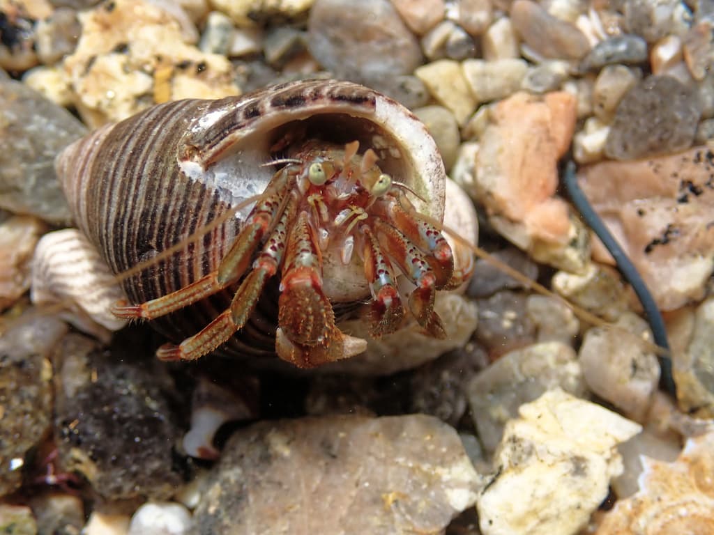 Common Hermit Crab