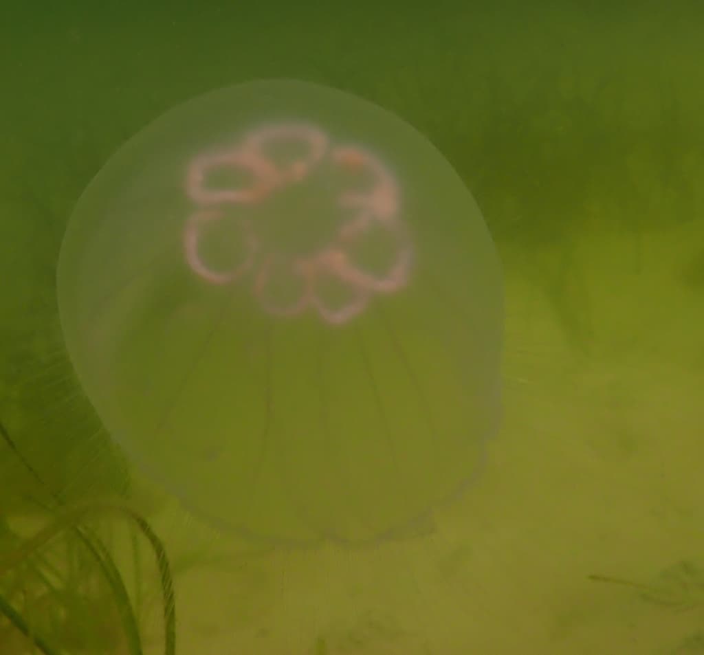 Moon Jelly