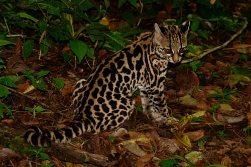 Margay