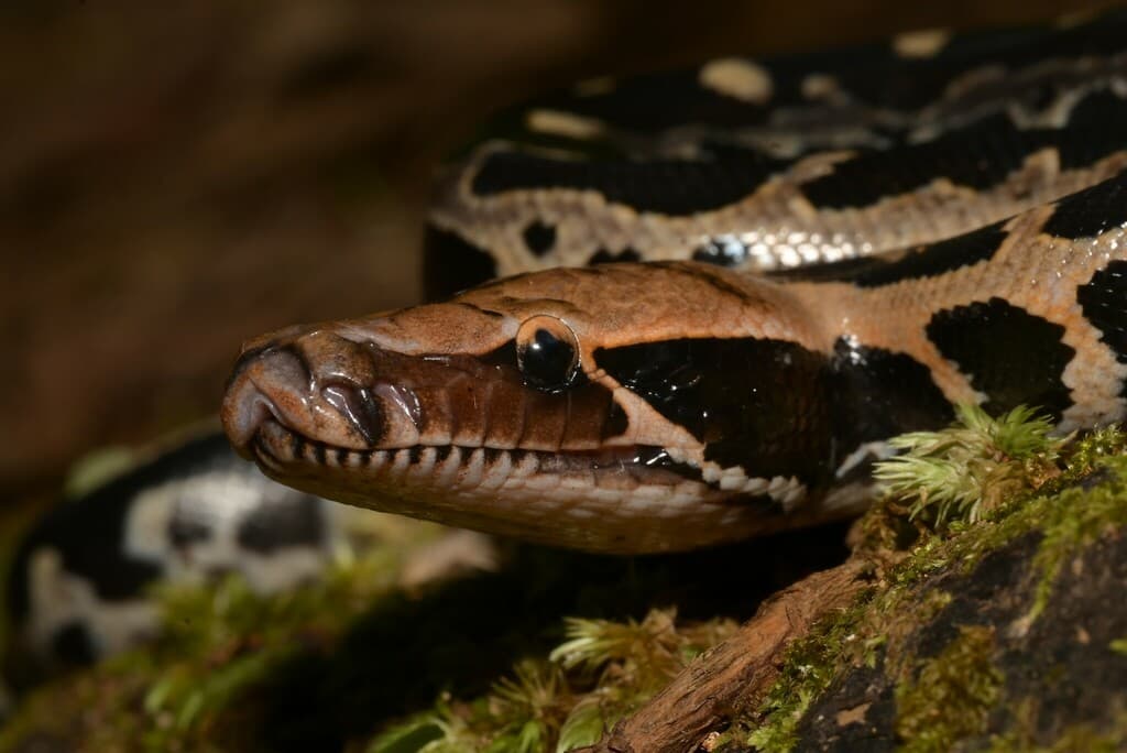 Python