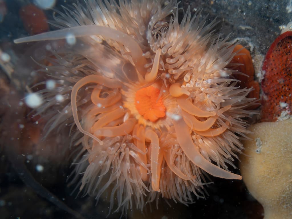 Plumose Anemone
