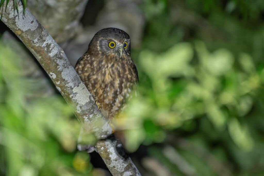 Boobook Owl