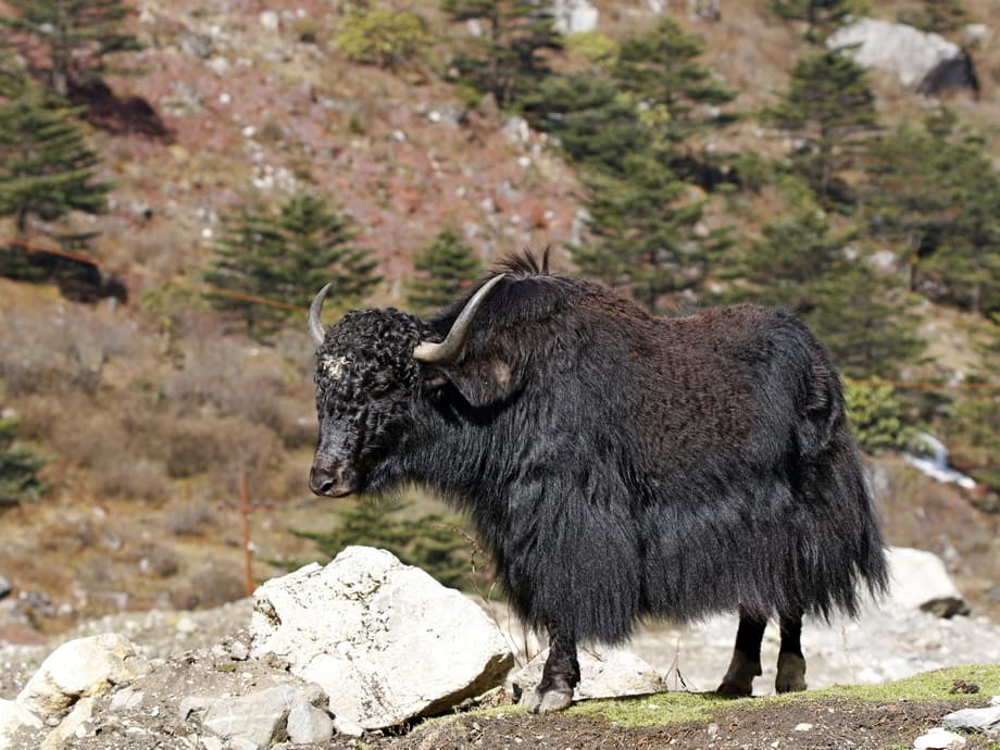 Domestic Yak