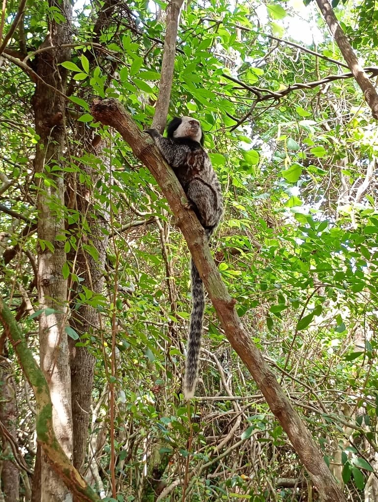 Geoffroy’s Marmoset