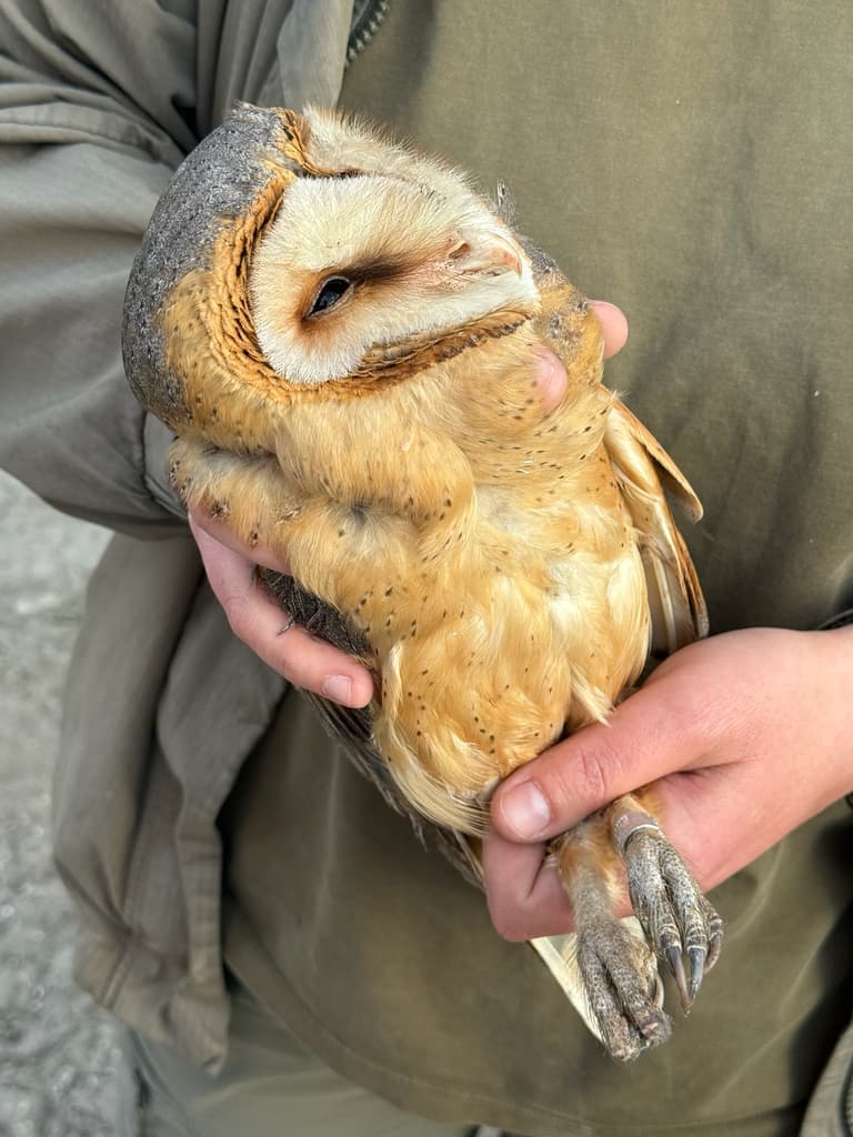 European Barn Owl