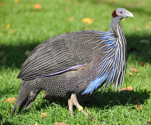 Guinea Fowl