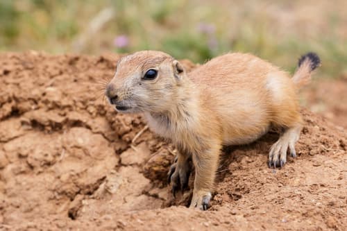 Black - Tailed Prairie Dog