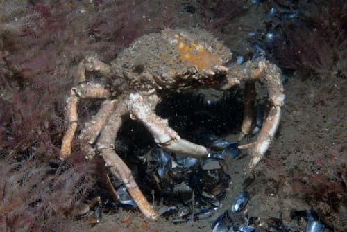Spiny Spider Crab