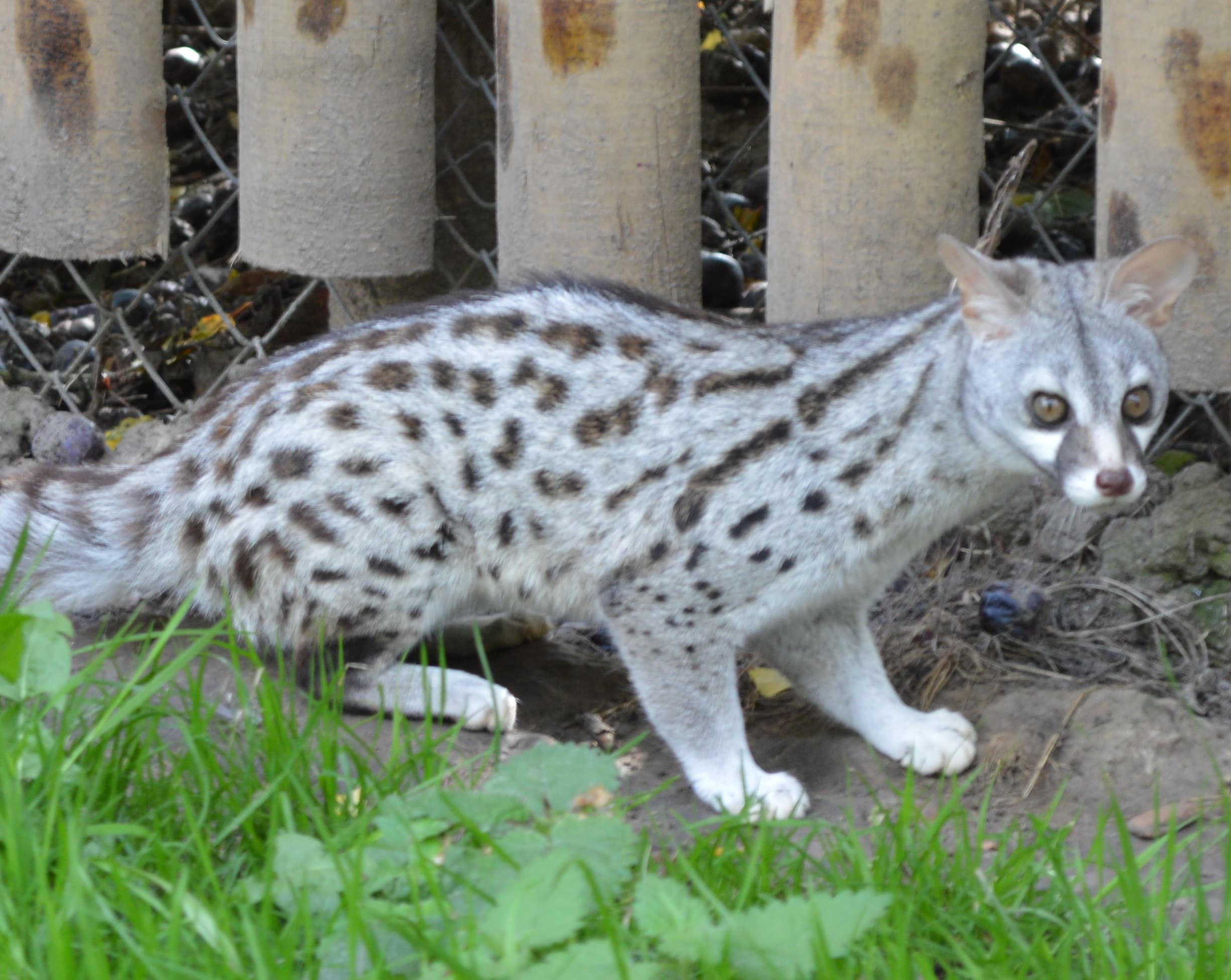 Pardine Genet