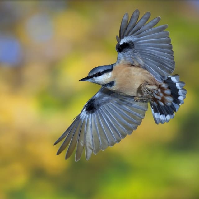 Bird