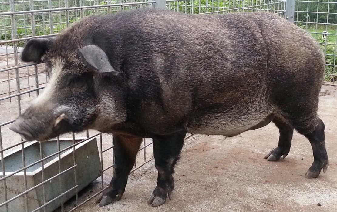 Iron Age Pig