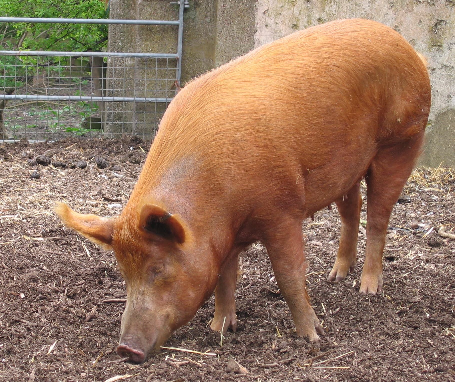 Tamworth Pig