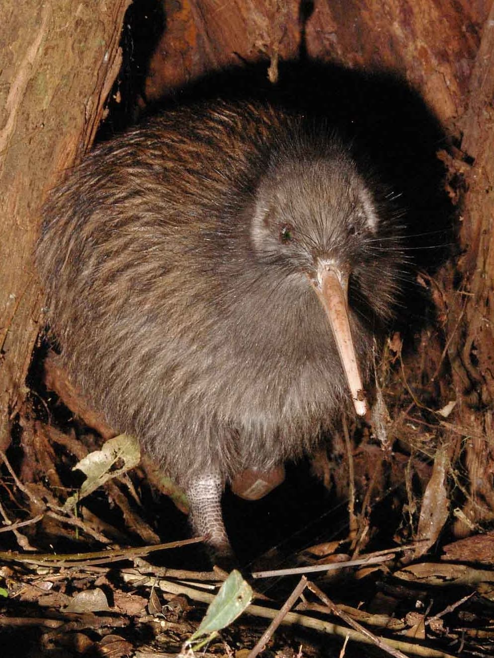 Northern Brown Kiwi