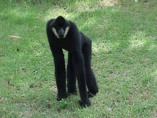 Northern White-Cheeked Gibbon