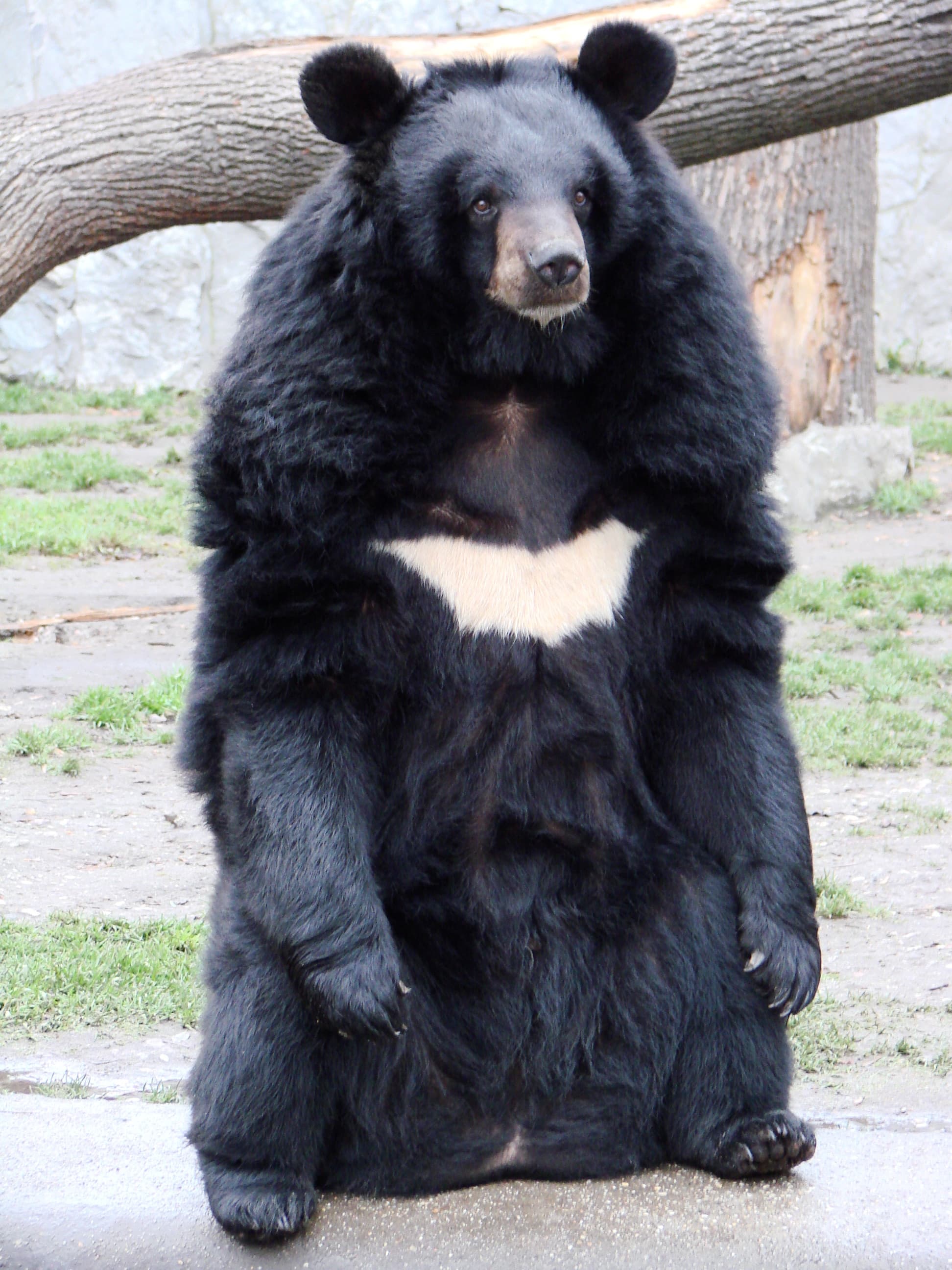 Moon Bear