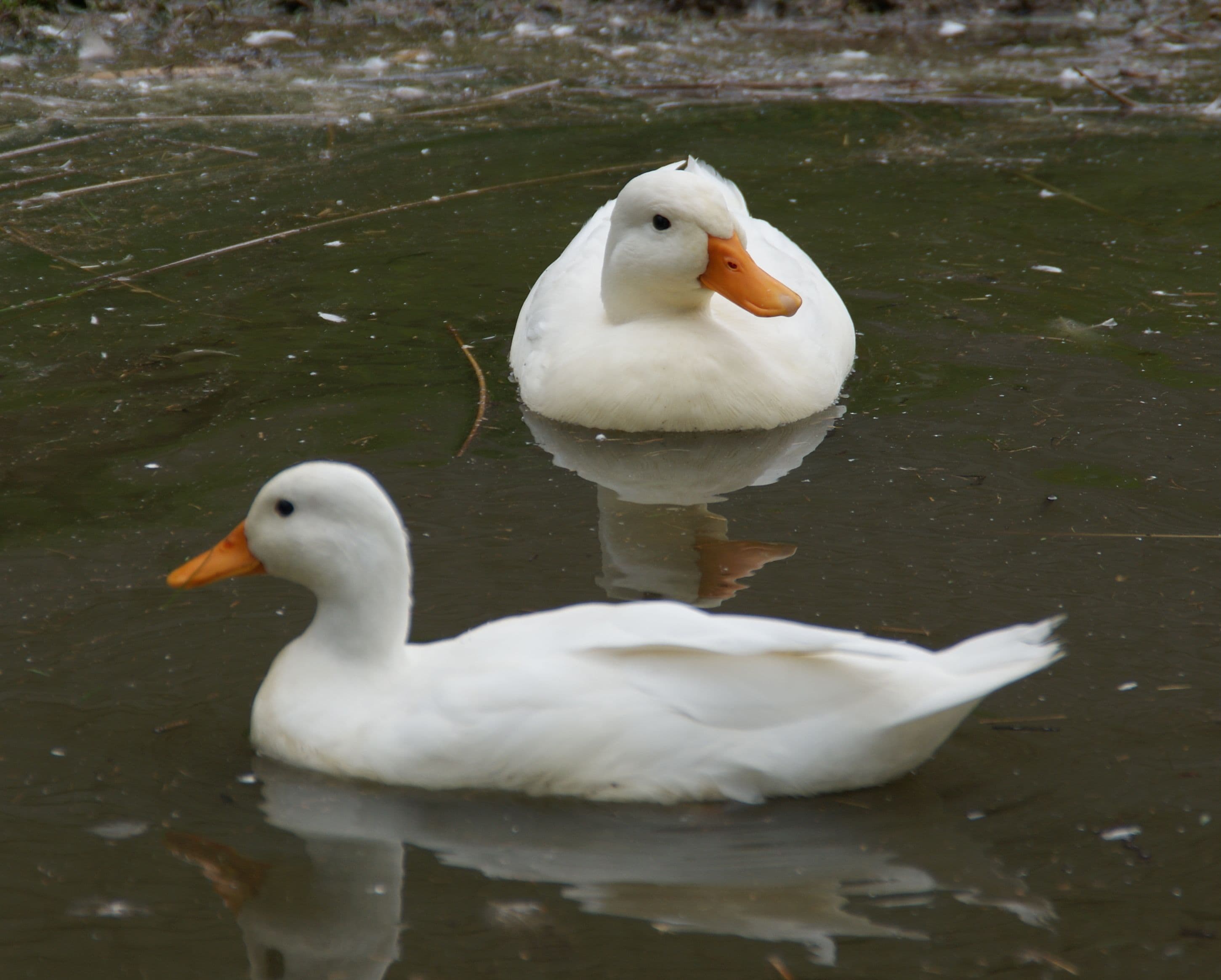 Call Duck