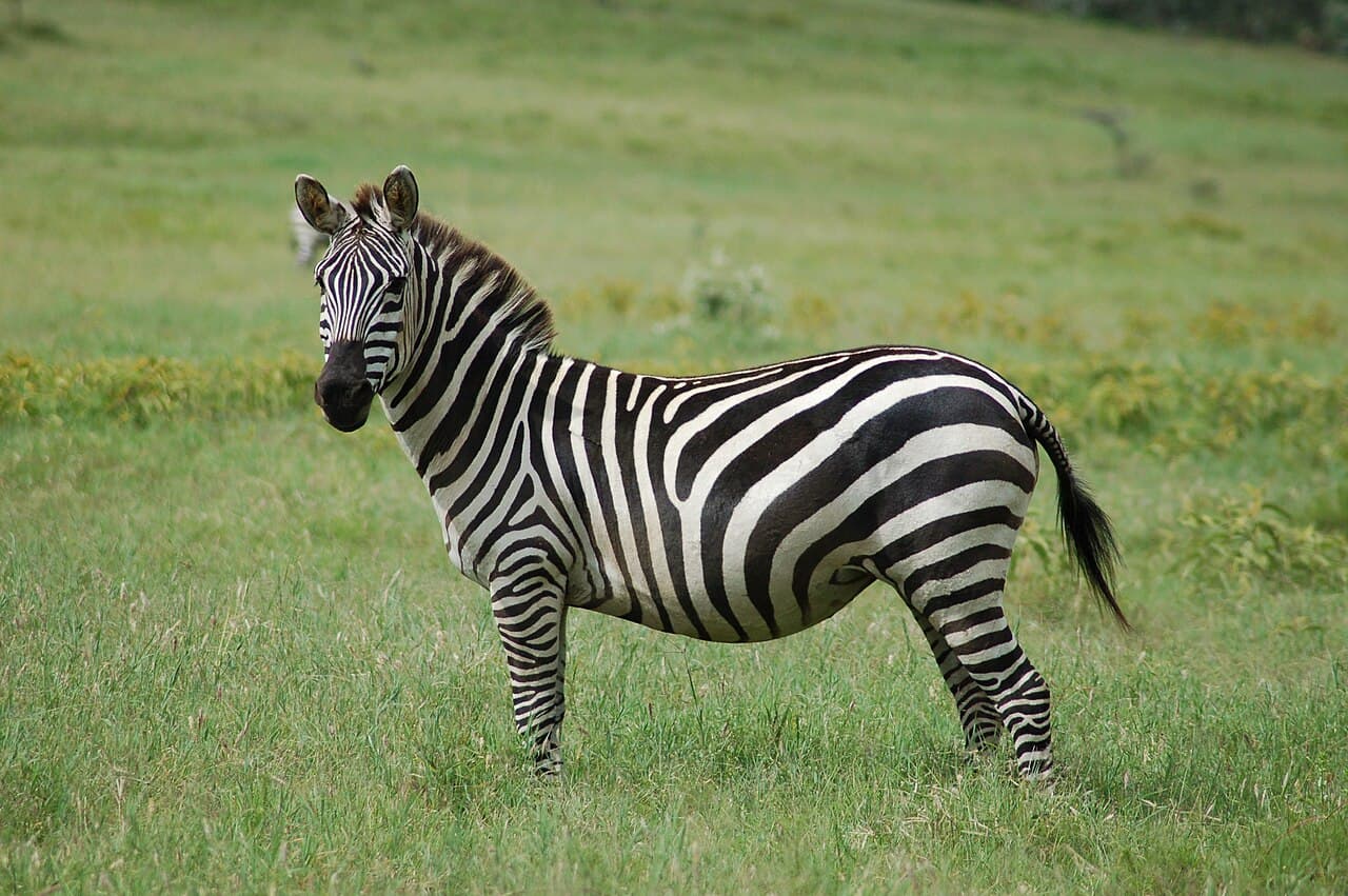 Grant's Zebra
