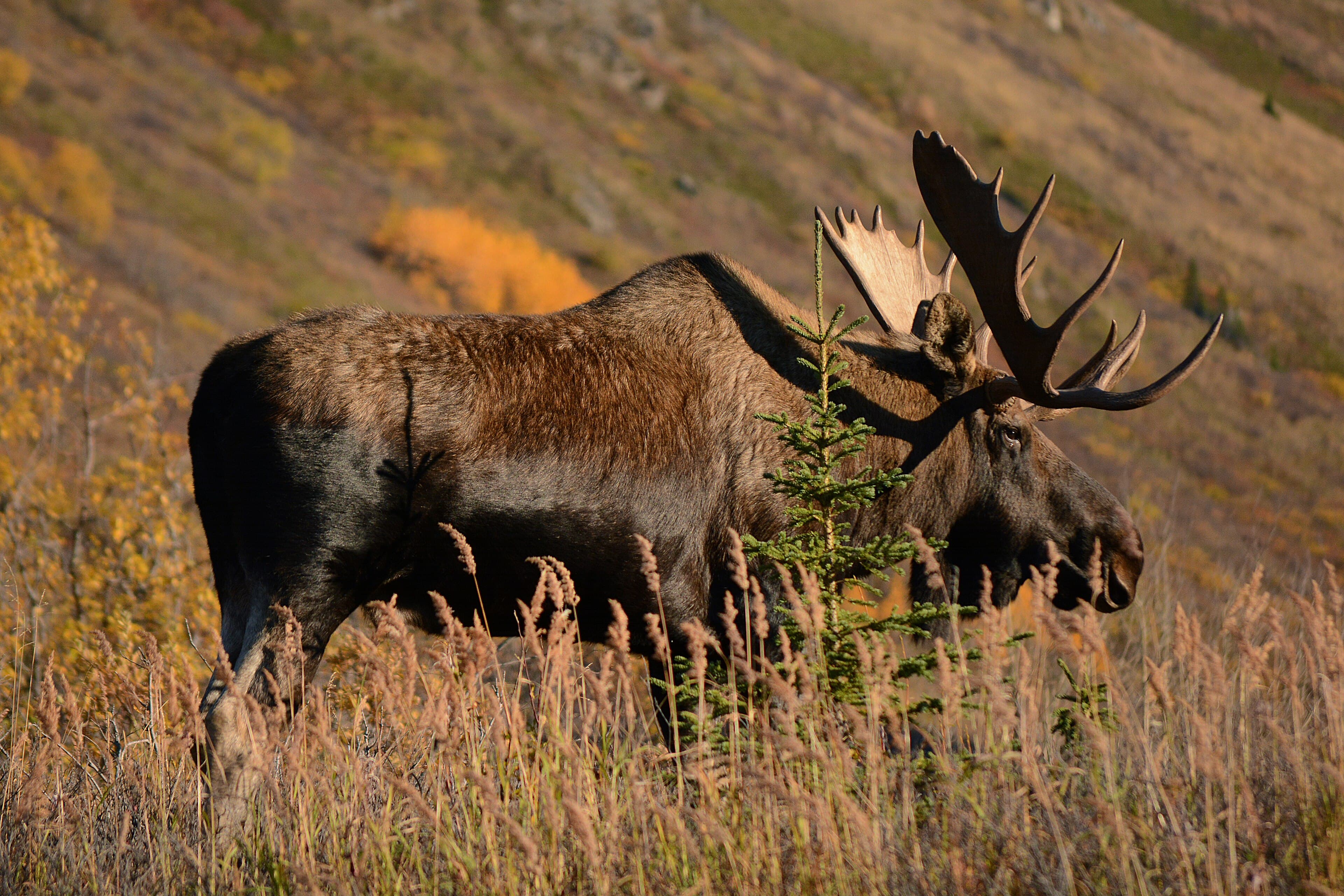 Eurasian Elk