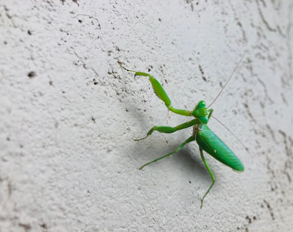 Giant Asian Mantis
