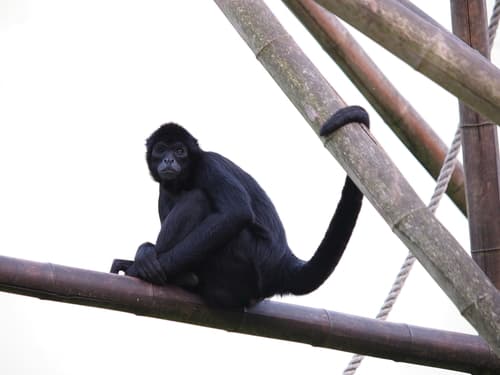 Colombian Spider Monkey