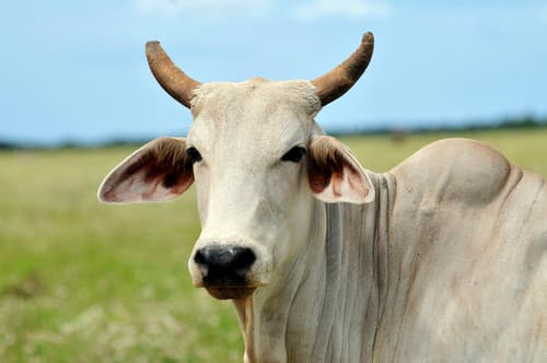 Cattle