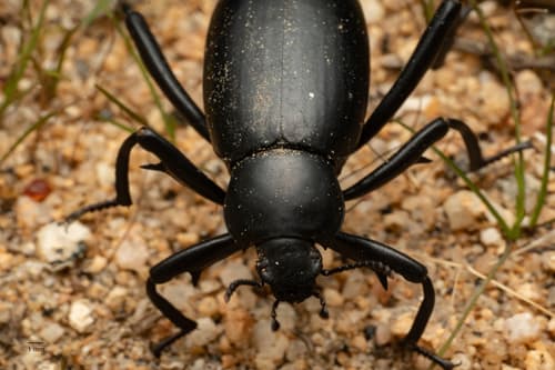 Beetle