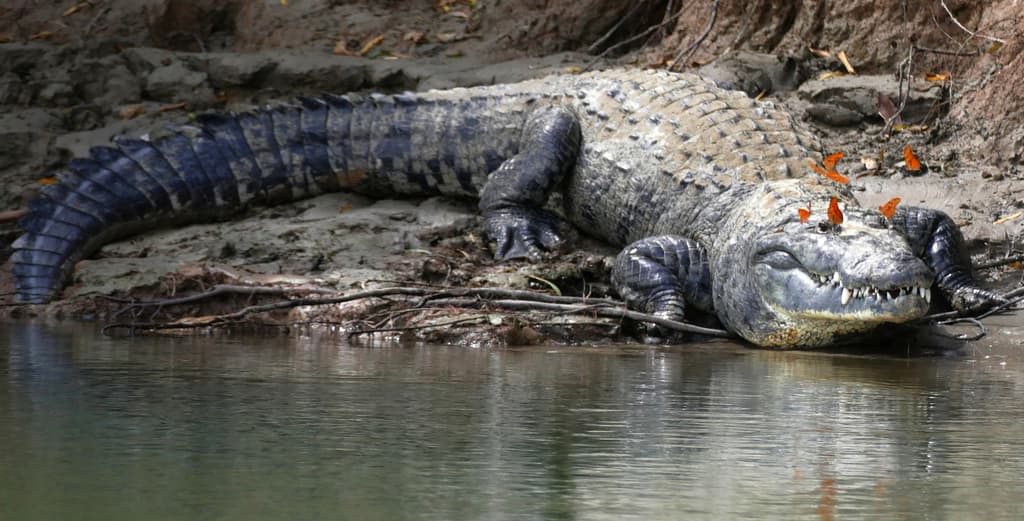 Morelet’s Crocodile