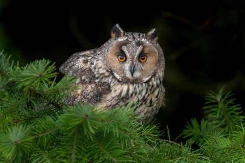 Long Eared Owl