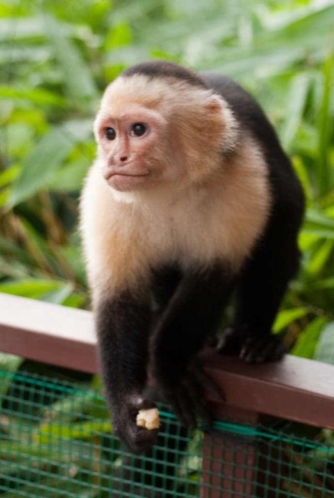 Capuchin