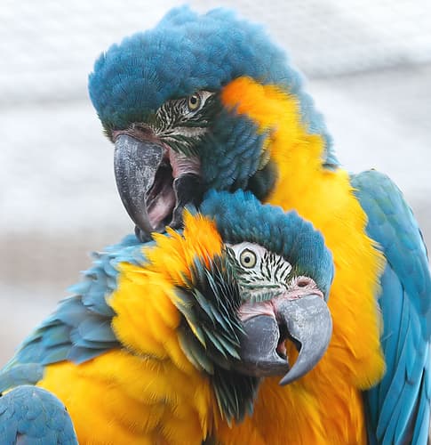 Blue-throated Macaw