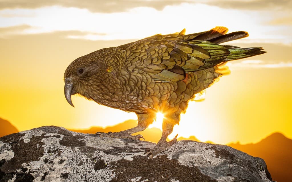 Kea