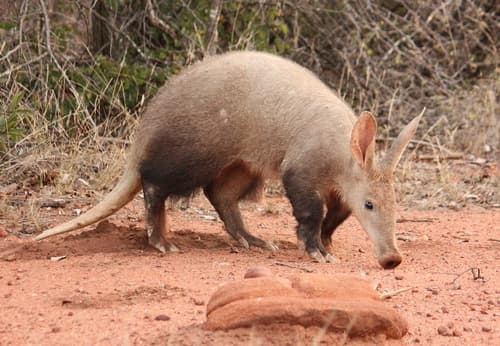 Aardvark