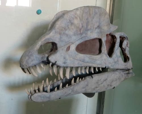 Dilophosaurus
