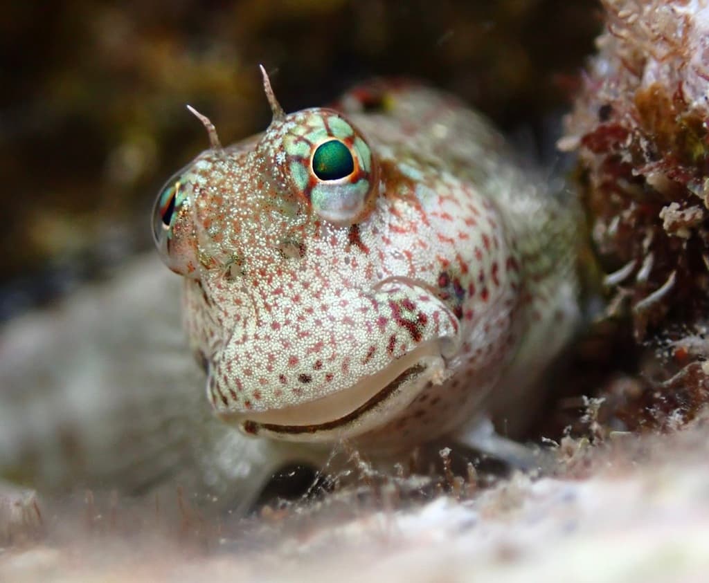 Blennies
