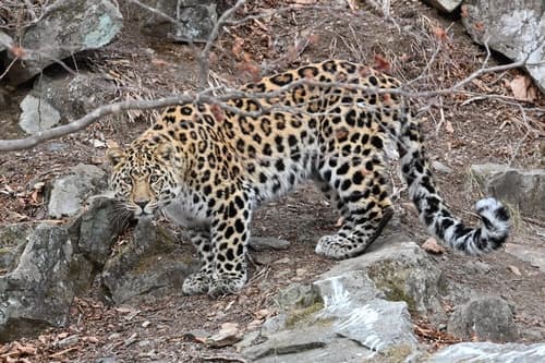 Amur Leopard