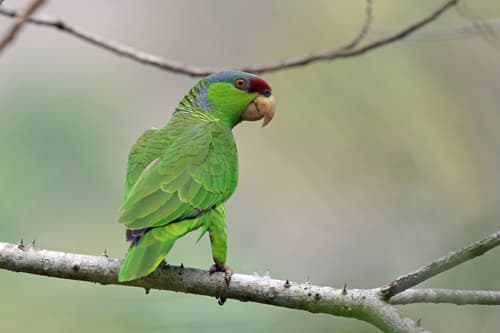 Amazon Parrot
