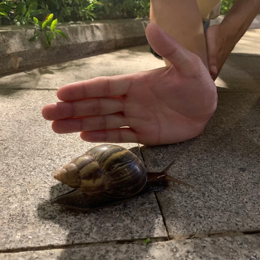 Giant African Land Snail
