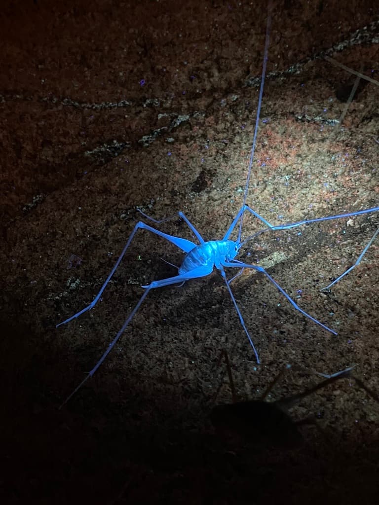 Cave Cricket