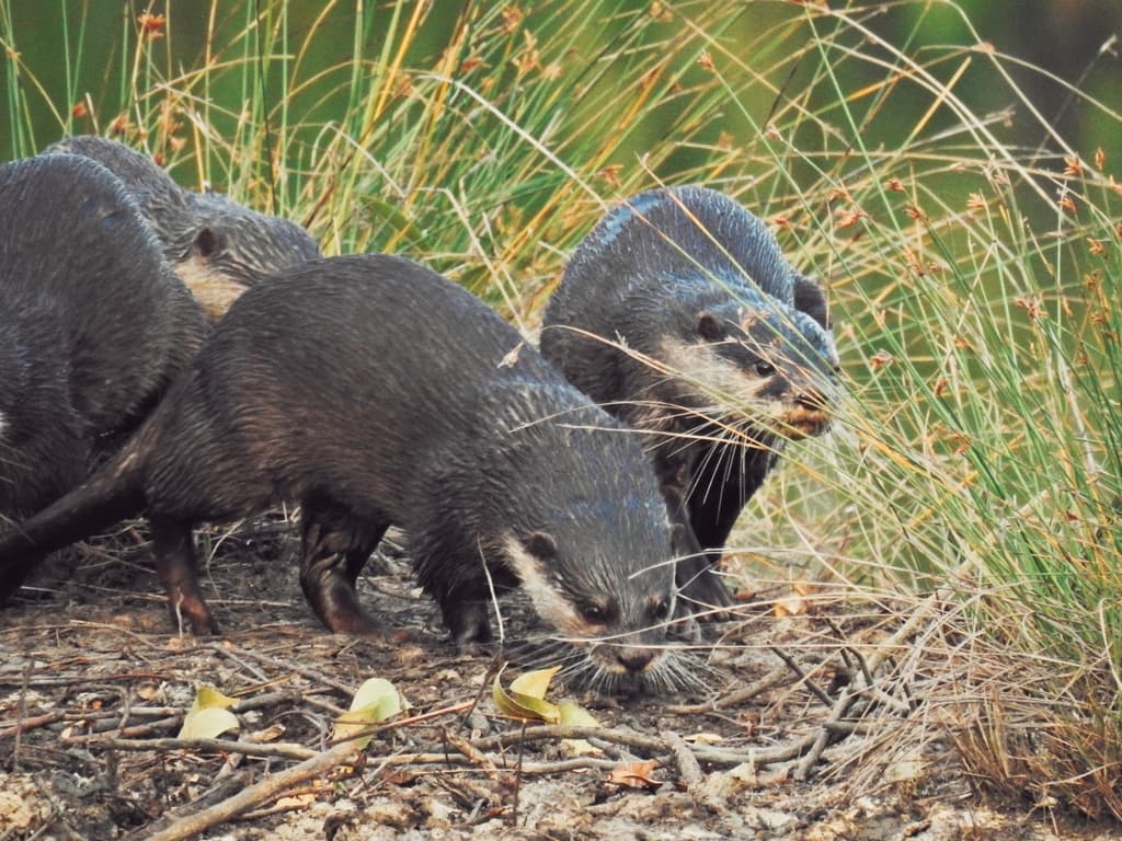 Asian Small Clawed Otter