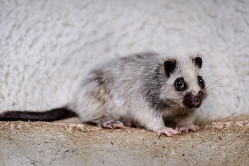 Cloud Rat