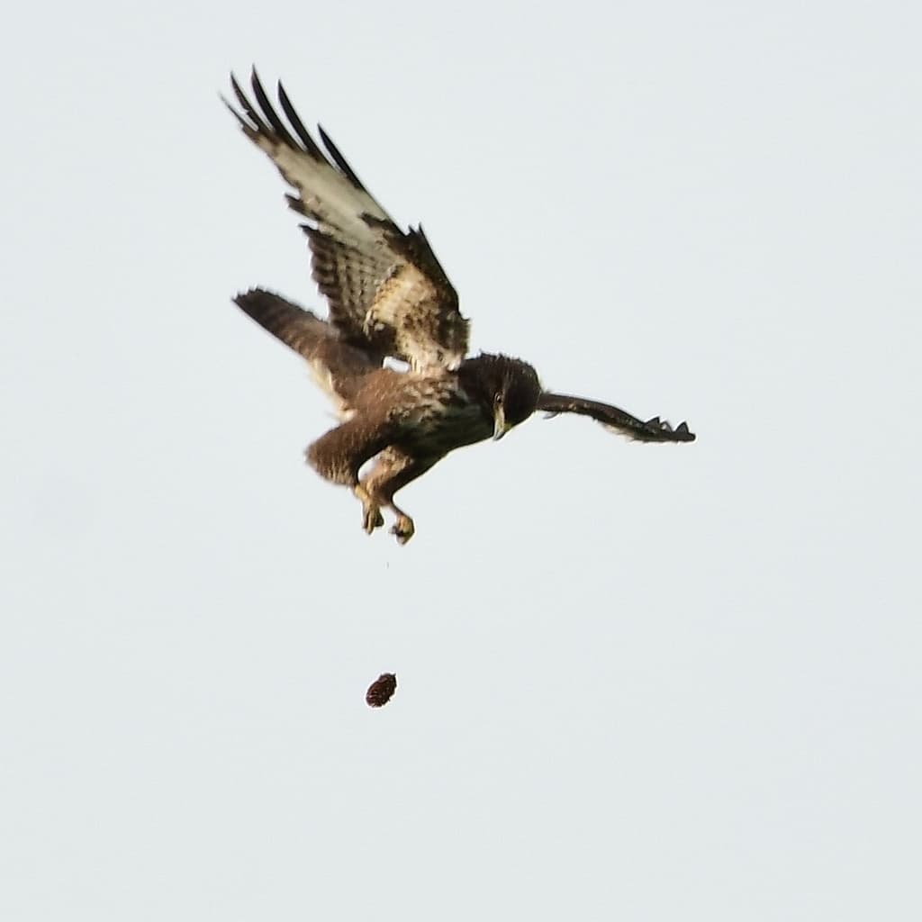 Buzzard