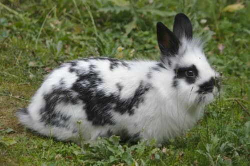Domestic Rabbit